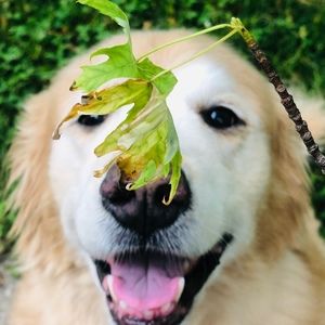 Meet your Posher, Arizona